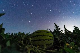 Agriculture Crops Starry Sky - China