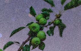 Agriculture Crops Starry Sky - China