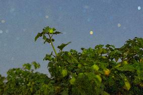 Agriculture Crops Starry Sky - China
