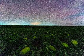 Agriculture Crops Starry Sky - China