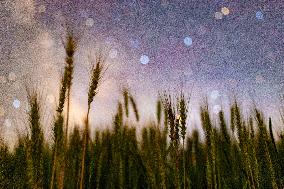 Agriculture Crops Starry Sky - China