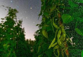 Agriculture Crops Starry Sky - China