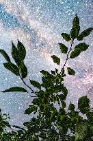 Agriculture Crops Starry Sky - China