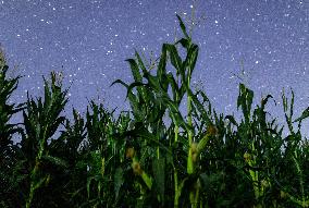 Agriculture Crops Starry Sky - China