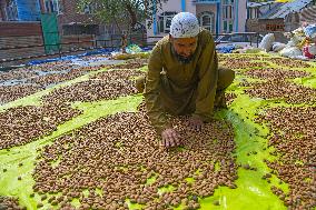 Kashmiri Farmers Dry Almonds in Harvest Season - India