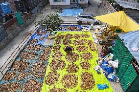 Kashmiri Farmers Dry Almonds in Harvest Season - India