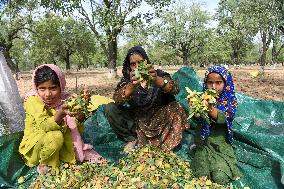 Kashmiri Farmers Dry Almonds in Harvest Season - India