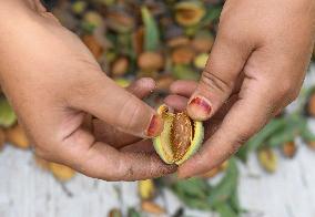 Kashmiri Farmers Dry Almonds in Harvest Season - India