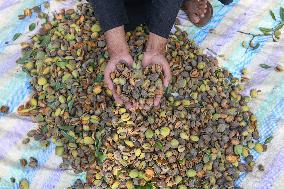 Kashmiri Farmers Dry Almonds in Harvest Season - India