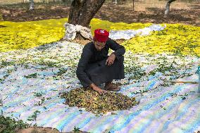 Kashmiri Farmers Dry Almonds in Harvest Season - India