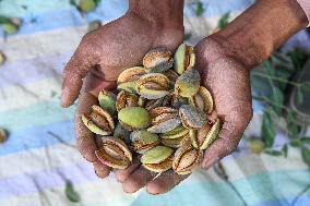 Kashmiri Farmers Dry Almonds in Harvest Season - India