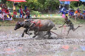 Buffalo Race - Thailand
