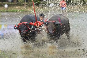 Buffalo Race - Thailand
