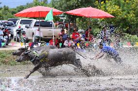 Buffalo Race - Thailand