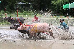 Buffalo Race - Thailand
