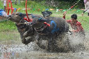 Buffalo Race - Thailand