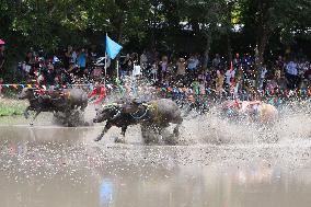 Buffalo Race - Thailand