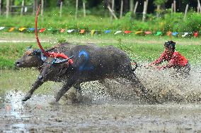 Buffalo Race - Thailand