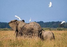 Masai Mara National Reserve Wildlife - Kenya