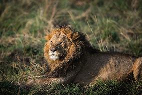 Masai Mara National Reserve Wildlife - Kenya