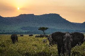 Masai Mara National Reserve Wildlife - Kenya