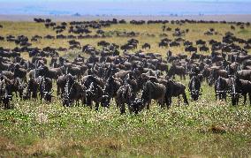 Masai Mara National Reserve Wildlife - Kenya