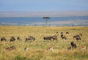 Masai Mara National Reserve Wildlife - Kenya