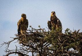Masai Mara National Reserve Wildlife - Kenya