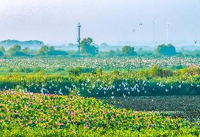 Hongze Lake Wetland Blooming Lotus Flower Egrets