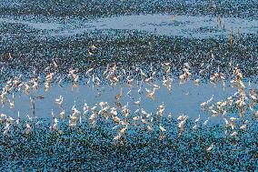 Hongze Lake Wetland Blooming Lotus Flower Egrets