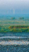 Hongze Lake Wetland Blooming Lotus Flower Egrets