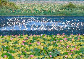Hongze Lake Wetland Blooming Lotus Flower Egrets