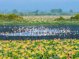 Hongze Lake Wetland Blooming Lotus Flower Egrets