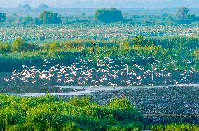 Hongze Lake Wetland Blooming Lotus Flower Egrets