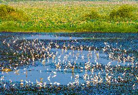 Hongze Lake Wetland Blooming Lotus Flower Egrets