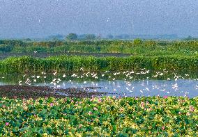 Hongze Lake Wetland Blooming Lotus Flower Egrets
