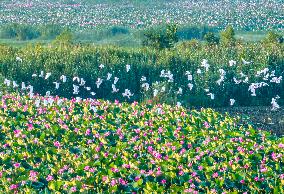 Hongze Lake Wetland Blooming Lotus Flower Egrets