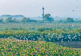 Hongze Lake Wetland Blooming Lotus Flower Egrets