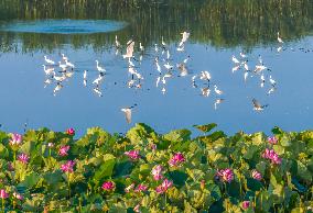Hongze Lake Wetland Blooming Lotus Flower Egrets