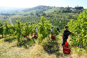 Harvest Of Chardonnay Grapes - Italy