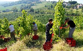Harvest Of Chardonnay Grapes - Italy