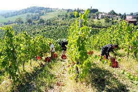 Harvest Of Chardonnay Grapes - Italy