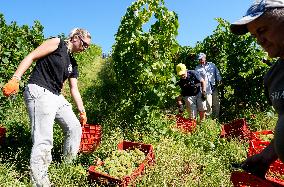 Harvest Of Chardonnay Grapes - Italy