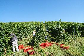 Harvest Of Chardonnay Grapes - Italy