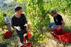 Harvest Of Chardonnay Grapes - Italy