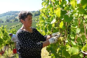 Harvest Of Chardonnay Grapes - Italy