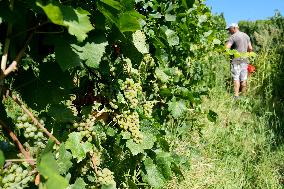 Harvest Of Chardonnay Grapes - Italy