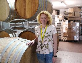 Harvest Of Chardonnay Grapes - Italy