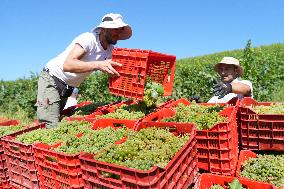 Harvest Of Chardonnay Grapes - Italy