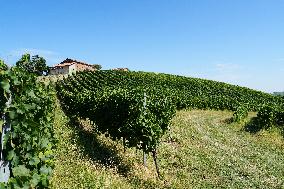 Harvest Of Chardonnay Grapes - Italy